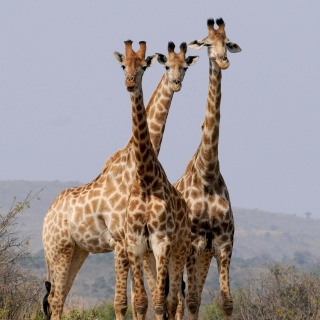Girafes