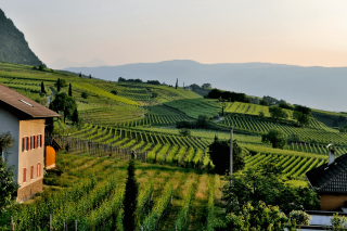 Vignoble bordelais