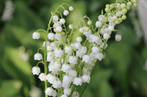13 ans de mariage : célébrez vos noces de muguet  