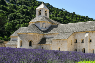 Champ de lavande